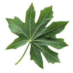 Cassava leaves