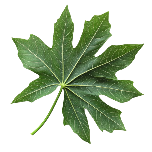 Cassava leaves